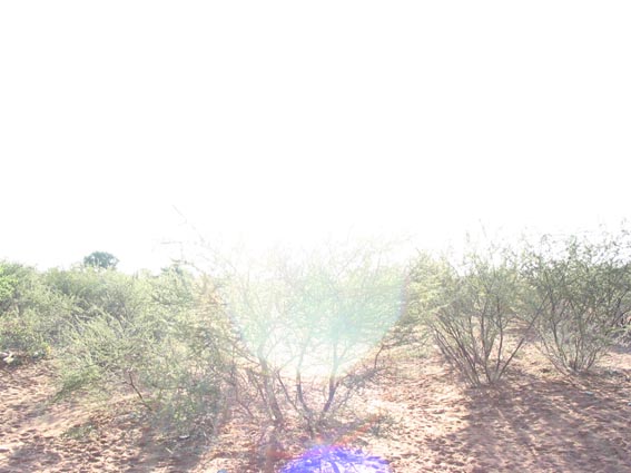Kalahari